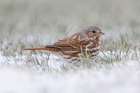 Fox Sparrow on the ground Botanical Print